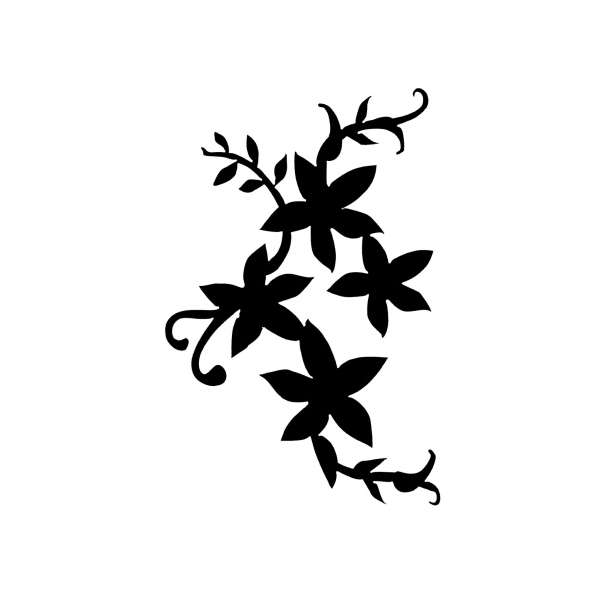Bloem Edelweis